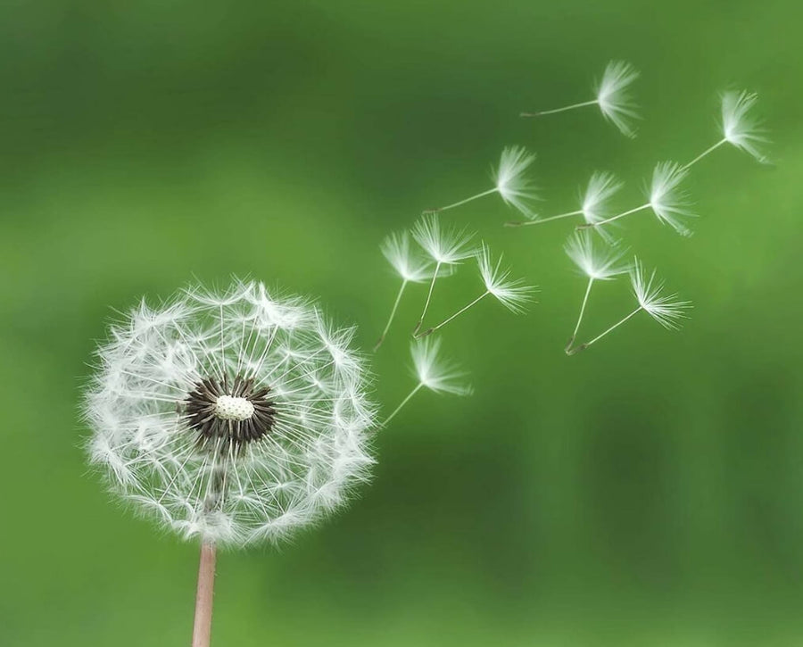 Community Breathwork