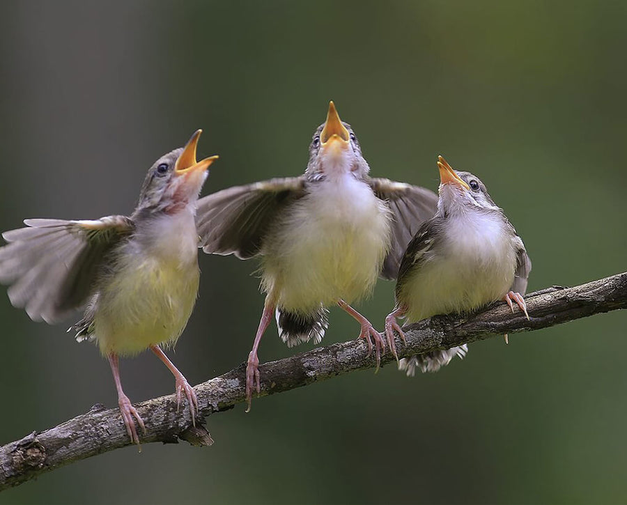 Community Sing